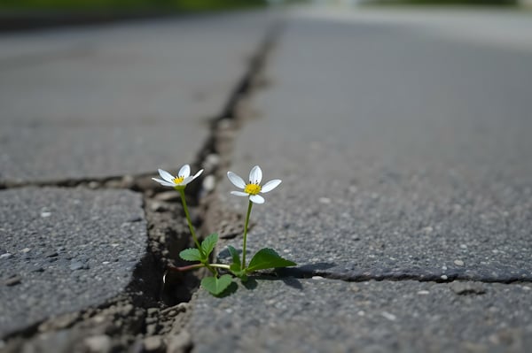 32. Understanding the Journey_ Wide